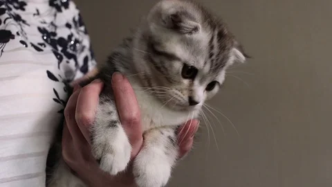 Scottish fold Stock Footage 94181337