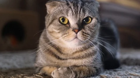 Scottish fold Stock Footage 94181371