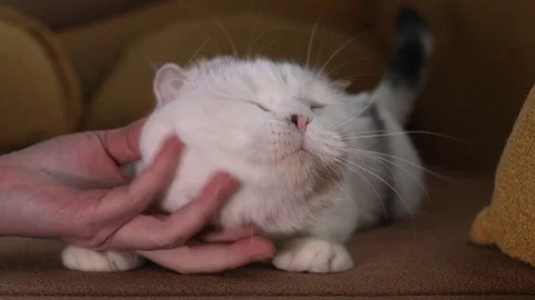 Scottish fold Stock Footage 94181376