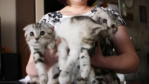 Scottish fold Stock Footage 94181398