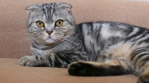 Scottish fold Stock Footage 94181408