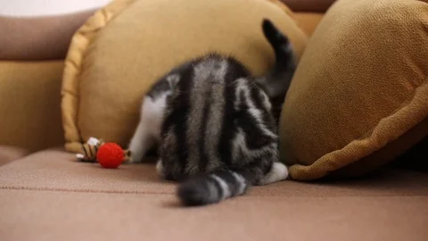 Scottish fold Stock Footage 94181413