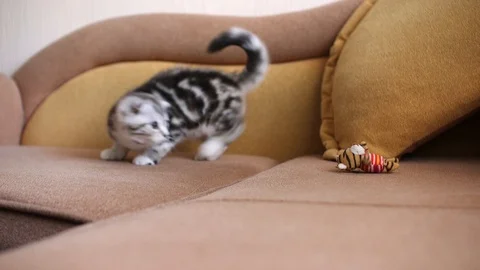 Scottish fold Stock Footage 94181433