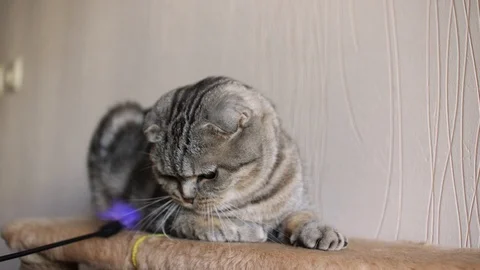 Scottish fold Stock Footage 94181450