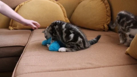 Scottish fold Stock Footage 94181452