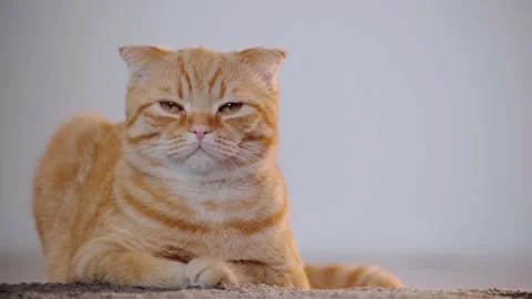 Scottish fold Stock Footage 131207528