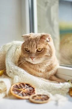Scottish fold ginger cat lying on windowsill at home Stock Photos