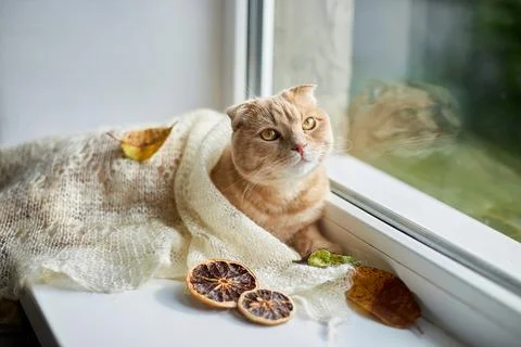 Scottish fold ginger cat lying on windowsill at home Stock Photos