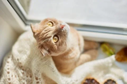 Scottish fold ginger cat lying on windowsill at home Stock Photos