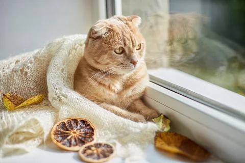 Scottish fold ginger cat lying on windowsill at home Stock Photos