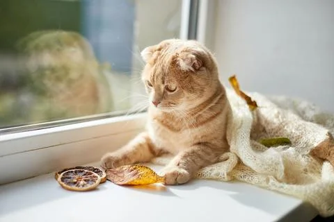 Scottish fold ginger cat lying on windowsill at home Foto stock