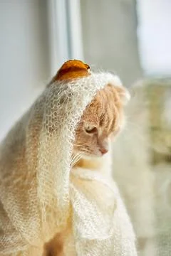 Scottish fold ginger cat lying on windowsill at home Foto stock