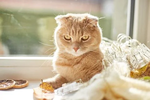 Scottish fold ginger cat lying on windowsill at home Stock Photos