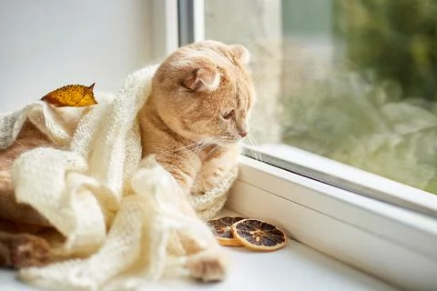 Scottish fold ginger cat lying on windowsill at home Stock Photos