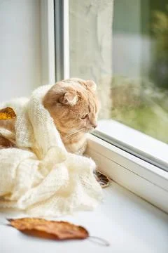 Scottish fold ginger cat lying on windowsill at home Stock Photos
