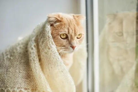 Scottish fold ginger cat lying on windowsill at home Stock Photos