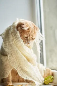 Scottish fold ginger cat lying on windowsill at home Stock Photos