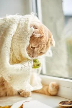 Scottish fold ginger cat lying on windowsill at home Stock Photos