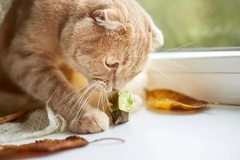 Scottish fold ginger cat lying on windowsill at home Stock Photos