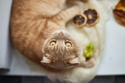 Scottish fold ginger cat lying on windowsill at home Stock Photos
