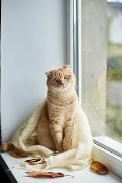 Scottish fold ginger cat lying on windowsill at home Stock Photos