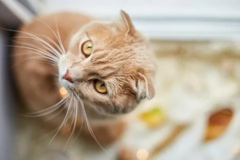 Scottish fold ginger cat lying on windowsill at home Stock Photos