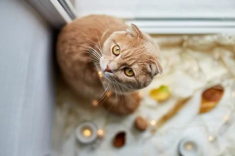 Scottish fold ginger cat lying on windowsill at home Stock Photos