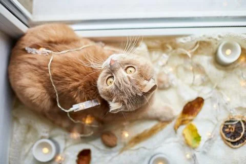 Scottish fold ginger cat lying on windowsill at home Stock Photos