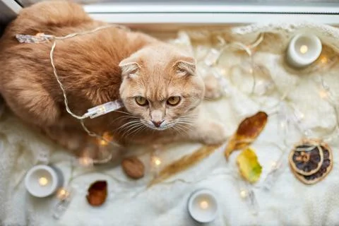 Scottish fold ginger cat lying on windowsill at home Stock Photos