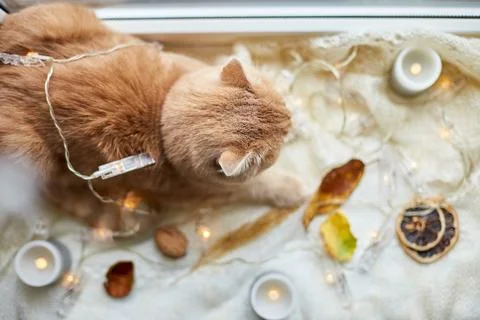 Scottish fold ginger cat lying on windowsill at home Stock Photos