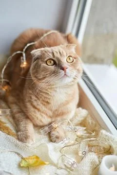 Scottish fold ginger cat lying on windowsill at home Stock Photos