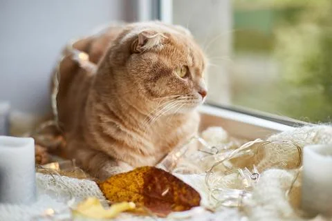 Scottish fold ginger cat lying on windowsill at home Stock Photos
