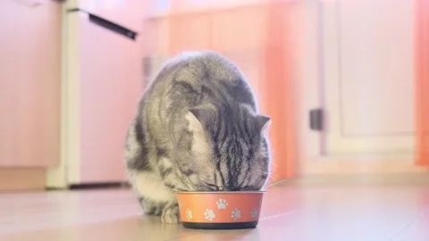 Scottish fold gray cat eats feed from a bowl in the kitchen. Stock Footage 149412918