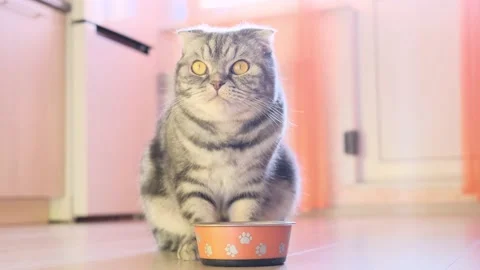 Scottish fold gray cat eats feed from a bowl in the kitchen. Stock Footage 149568715