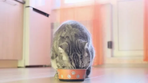 Scottish fold gray cat eats feed from a bowl in the kitchen. Video stock 149745527