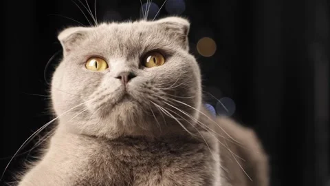 Scottish fold gray cat lies on the background of the Christmas tree Stock Footage 224166604