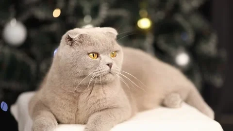 Scottish fold gray cat lies on the background of the Christmas tree 스톡 동영상 226773239