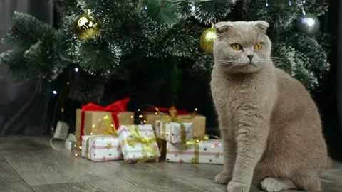 Scottish fold gray cat sitting near the Christmas tree Stock-Footage 226188754