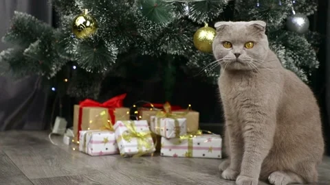 Scottish fold gray cat sitting near the Christmas tree Stock Footage 236599281