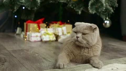 Scottish fold gray cat sitting near the Christmas tree Stock Footage 241951611