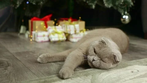 Scottish fold gray cat sitting near the Christmas tree Stock Footage 243697273