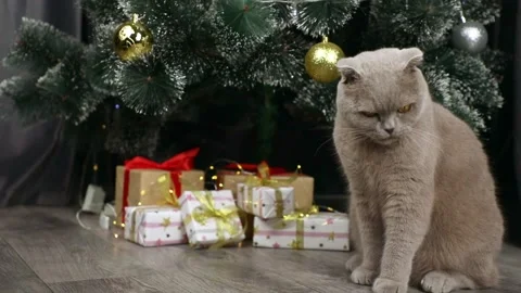 Scottish fold gray cat sitting near the Christmas tree Vidéo 245632247