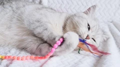 Scottish fold gray cute cat plays with a hanging pink toy. Stock Footage 291738424