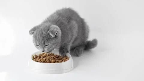 Scottish fold gray kitten eats dry food 스톡 동영상 201129942