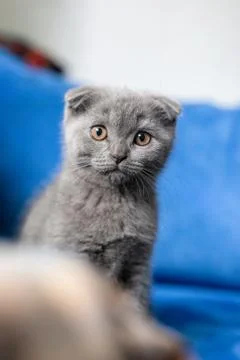 Scottish Fold gray kitten Stock Photos