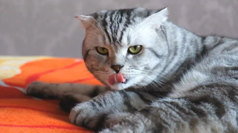 Scottish Fold gray tabby cat enjoys a nap on the bed in a cozy apartment. Stock Footage 101272856