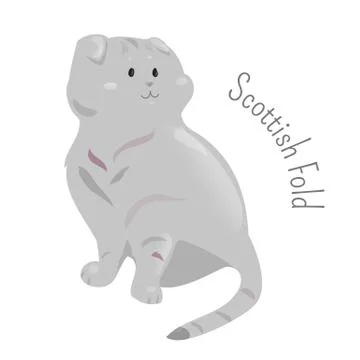 Scottish fold isolated on white background Stock Illustration