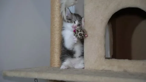 Scottish fold kitten cat playing ball Stock-Footage 150169257