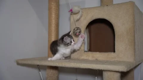 Scottish fold kitten cat playing ball Stock Footage 150171174