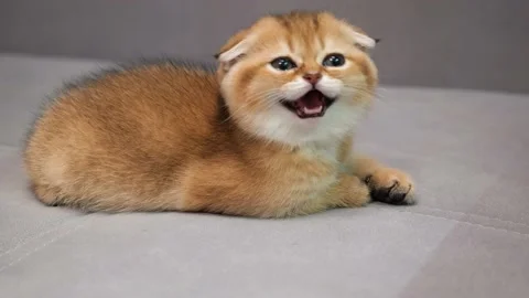 Scottish Fold kitten is cleaned himself. Cute Scottish Fold kitten grooming Stock Footage 146404893